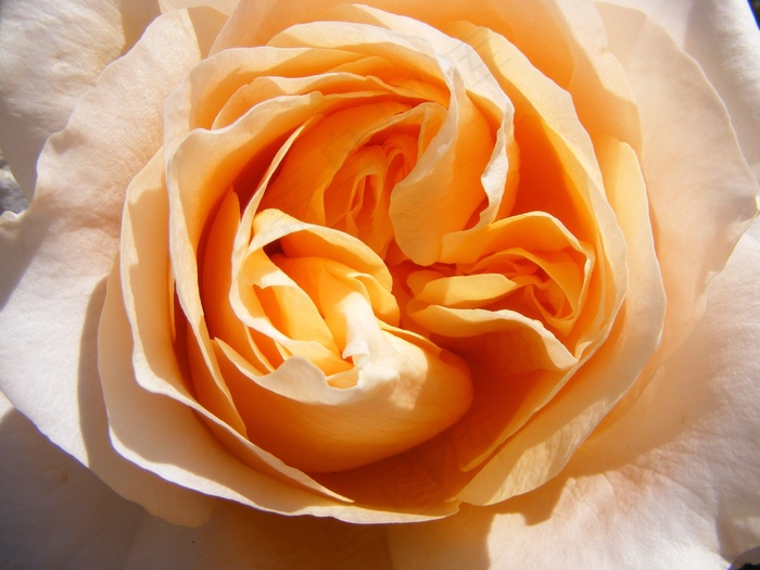 玫瑰，开花，花，橙色，开放的玫瑰