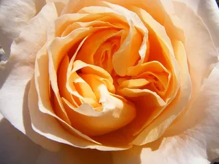 玫瑰，开花，花，橙色，开放的玫瑰