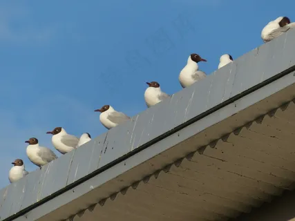 海鸥，动物，鸟类，等待，从系列