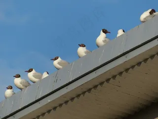 海鸥，动物，鸟类，等待，从系列