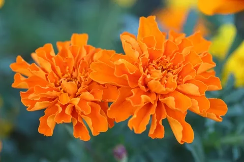 花园,明尼苏达州,园艺,花的,植物,自然 花园,明尼苏达州,园艺,花的,植物,自然