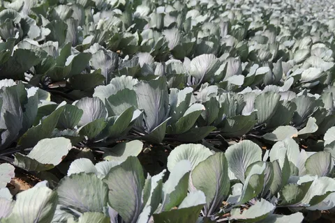 红白菜，科尔，紫，蓝色，食品，农业