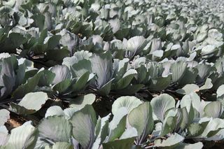 红白菜，科尔，紫，蓝色，食品，农业