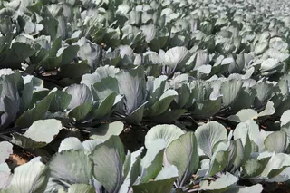 红白菜，科尔，紫，蓝色，食品，农业