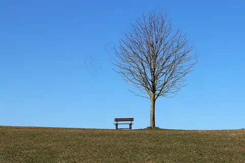 树，长凳，座位，天空，蓝色，休息处，休息