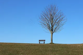 树，长凳，座位，天空，蓝色，休息处，休息