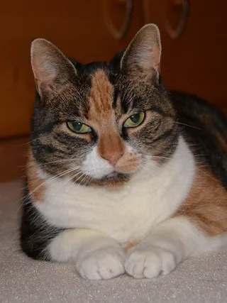 猫，Mieze，家猫，阿迪达斯，休息，猫脸，头