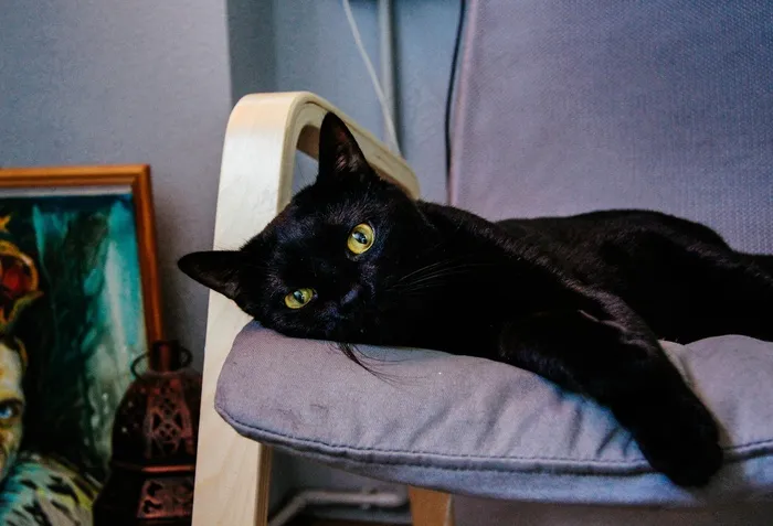 黑猫，动物，猫