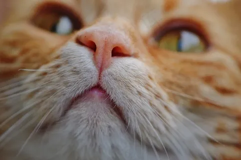 猫，宿醉，红色，可爱，鲭鱼，虎，甜