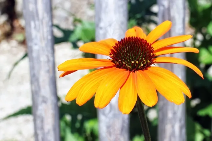 紫锥菊，草本开花植物，太阳帽，花