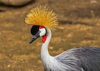 斗篷起重机，Balearica Regulorum，起重机，鸟