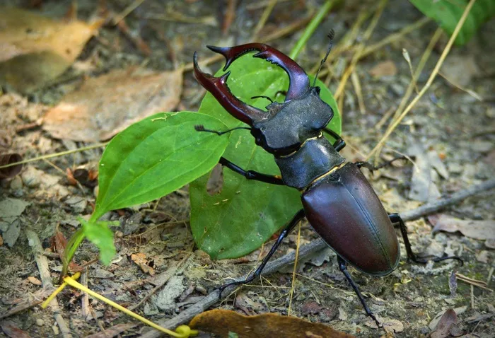 罗哈奇（Roháč），卢卡努斯（Lucanus）宫颈，甲虫，大，昆虫，鹿角