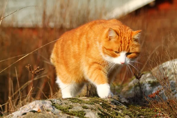 猫，春，基蒂，蓬松，可爱的猫，宠物，动物