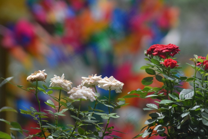 景观，鲜花，多彩，伊兹密尔，花卉图片