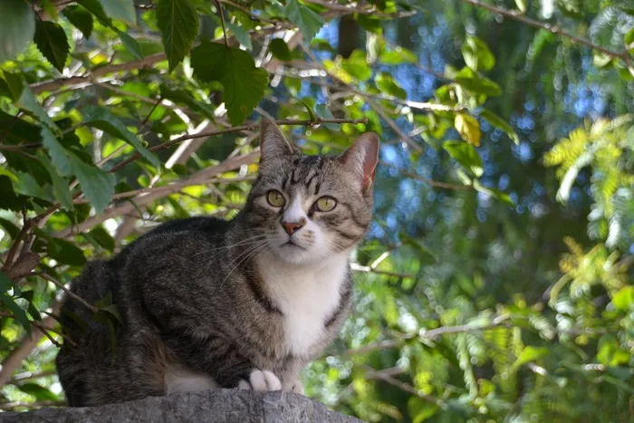 猫，宿醉，坐，注意，家猫，侧