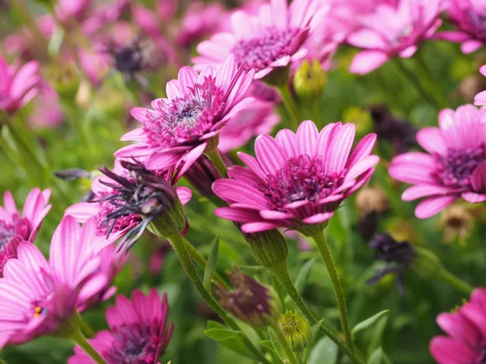 开普篮，开花，盛开，花，粉红色，Osteospermum