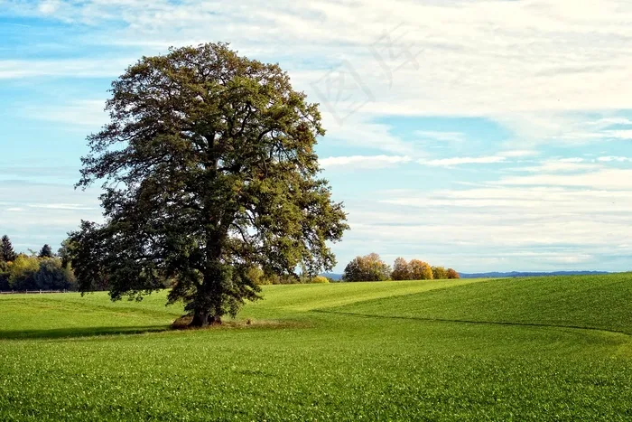 树，单独，景观，Chiemgau，巴伐利亚