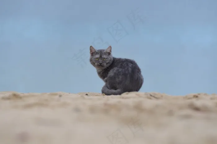 猫，海滩，年轻的猫