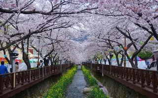 镇海，樱花，保级，花