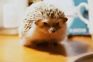 迷你刺猬,刺猬,玩具,鸟类,小狗,刺猬