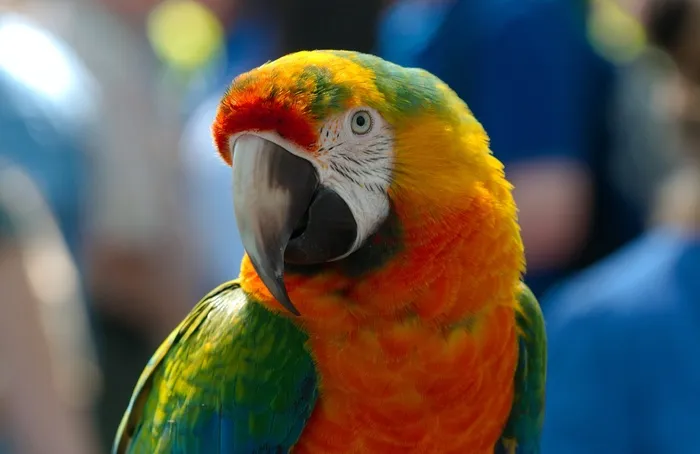 阿拉，混合动力，鹦鹉，鸟，动物，华美，国内