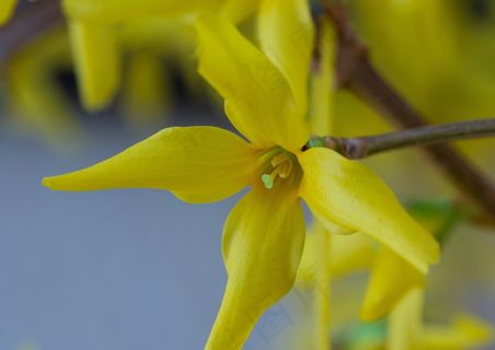 春天觉醒，春天，开花，连翘