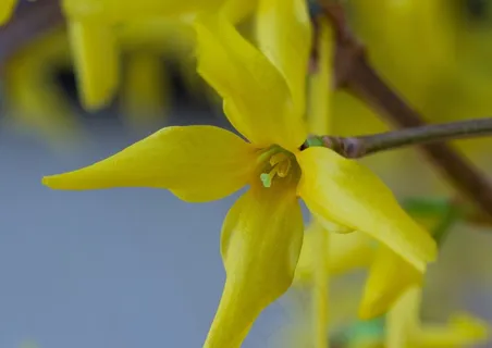 春天觉醒,春天,开花,连翘 春天觉醒,春天,开花,连翘