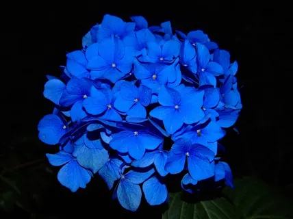 *花,绣球花,花卉,八仙花,洋绣球,在黑色背景上的蓝色绣球的替换镜头 *花,绣球花,花卉,八仙花,洋绣球,在黑色背景上的蓝色绣球的替换镜头