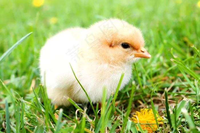 甜，鸡，春天，动物，羽毛，全身羽毛