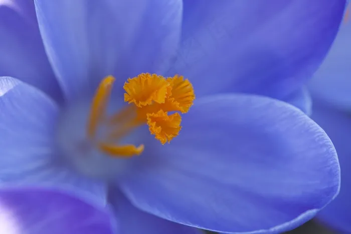 番红花，花的，植物，自然，开花，盛开，花瓣