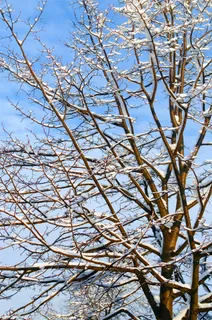 很好,冬冬季,一天,树,树木,宏,雪,下雪了 很好,冬冬季,一天,树,树木,宏,雪,下雪了