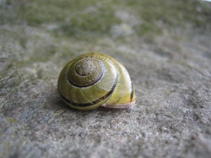 蜗牛，贝壳，自然，动物，慢慢地