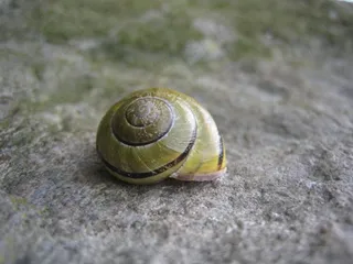 蜗牛，贝壳，自然，动物，慢慢地