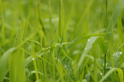 草,水滴,绿色,滴水,自然 草,水滴,绿色,滴水,自然