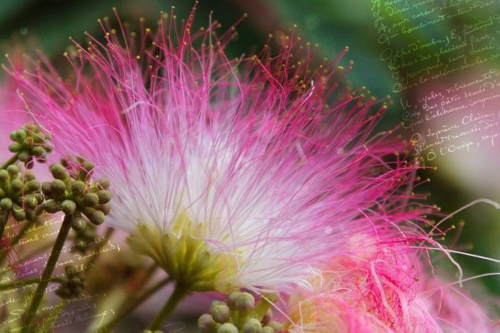 雨树，开花，贺卡，背景