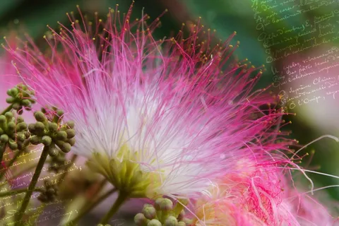 雨树，开花，贺卡，背景