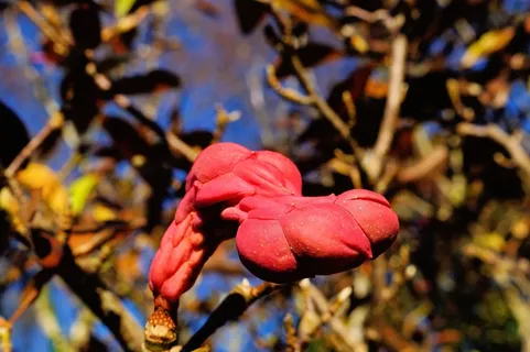 风箱果,郁金香树,深秋 风箱果,郁金香树,深秋