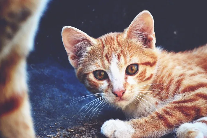 猫，小猫，红发