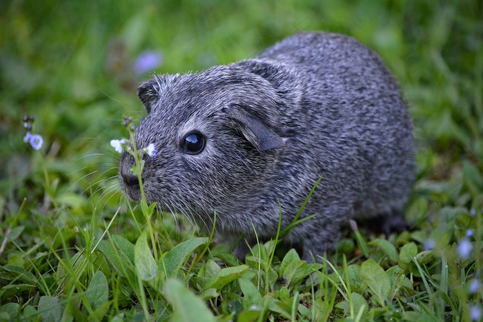 豚鼠，光滑的头发，年轻的动物，小，甜