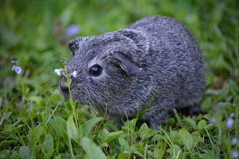 豚鼠，光滑的头发，年轻的动物，小，甜