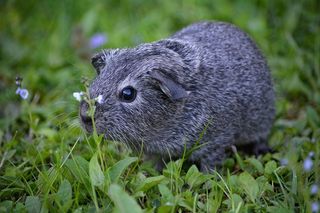 豚鼠，光滑的头发，年轻的动物，小，甜