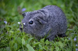 豚鼠，光滑的头发，年轻的动物，小，甜