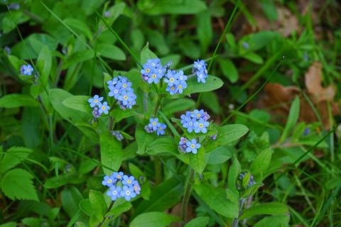勿忘我,勿忘我草,花,草地,鲜花,蓝色 勿忘我,勿忘我草,花,草地,鲜花,蓝色