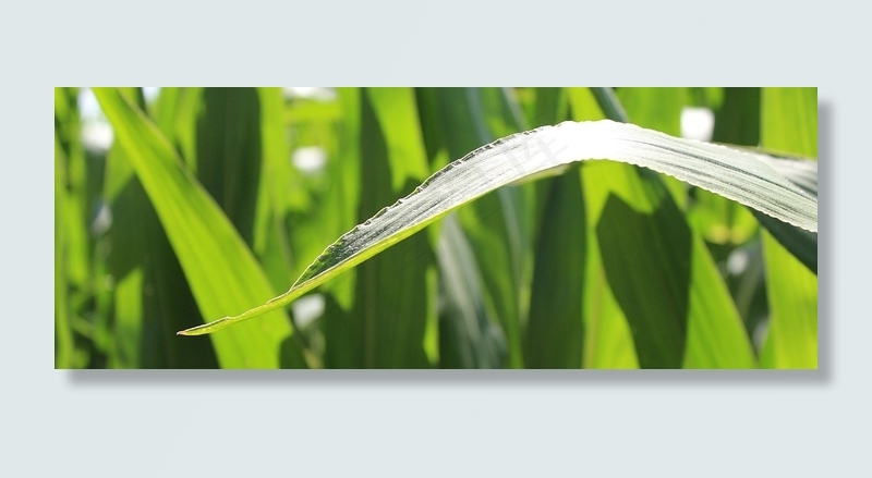 玉米，玉米田，原野，叶子，玉米叶，性质