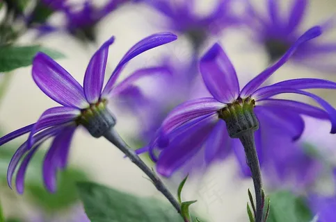 瓜叶菊,蓝色,鲜花,宏,性质,花园,植物 瓜叶菊,蓝色,鲜花,宏,性质,花园,植物