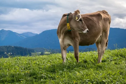 牛，高山，山，天空，Alm，阿尔高，云