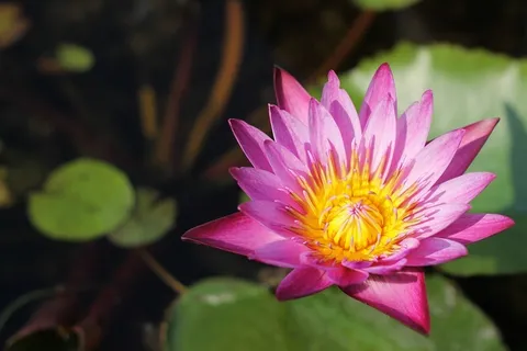 莲花,鲜花,泰国,背景,美丽,盛开 莲花,鲜花,泰国,背景,美丽,盛开