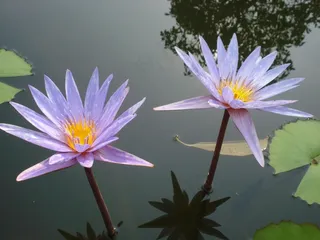 莲花，双，母马，睡莲，自然，水生