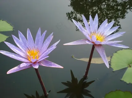 莲花,双,母马,睡莲,自然,水生 莲花,双,母马,睡莲,自然,水生