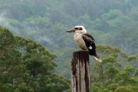 Kookaburra，蒙特维尔，阳光海岸，澳大利亚图标